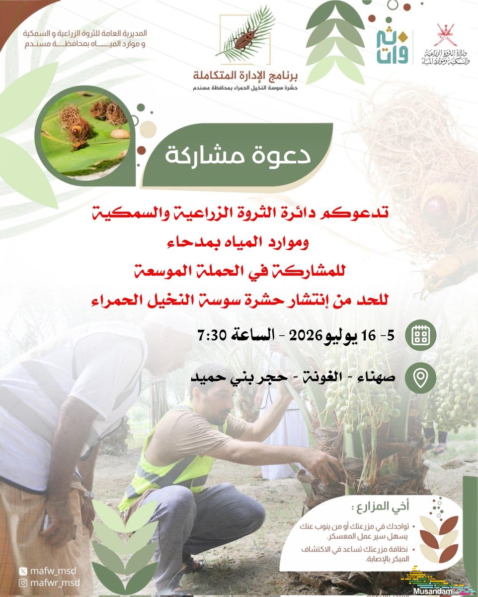 وزارة الثروة الزراعية والسمكية وموارد المياه بمسندم تُطلق حملة موسعة لمكافحة حشرة سوسة النخيل الحمراء في مدحاء