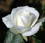  white flower